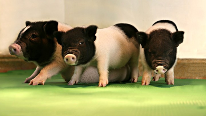 Three black and white piglets