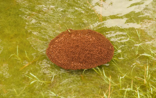 A raft of fire ants 