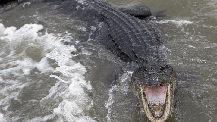 An alligator opens its mouth in floodwaters.