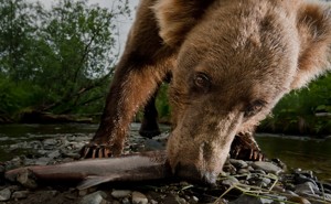 A Kodiak grizzly bear eats a salmon. 