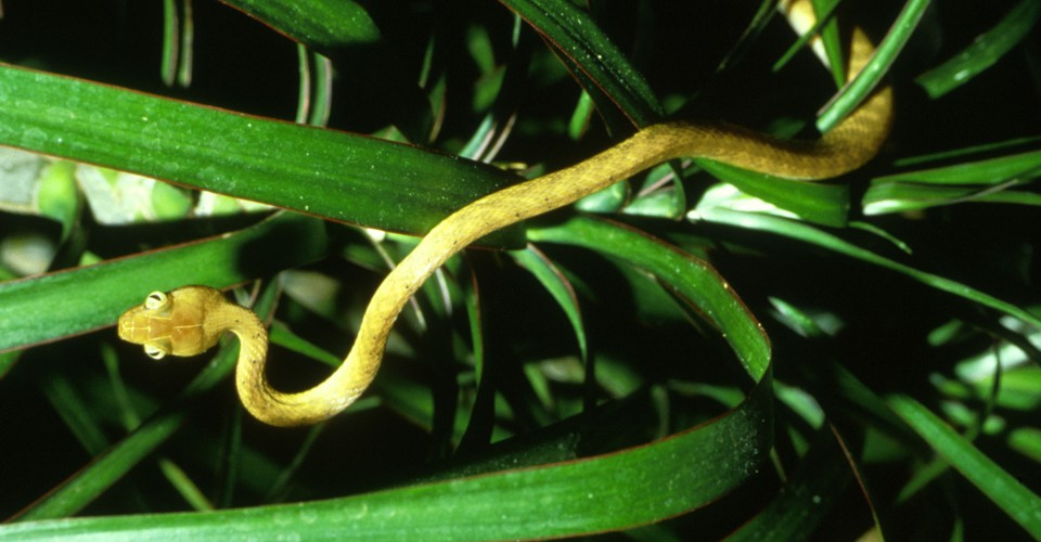 The U.S. Military Accidentally Brought a Snake to Guam That's