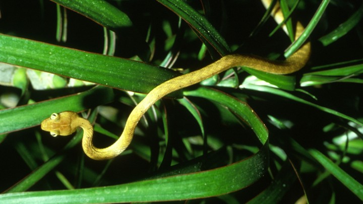 A yellow snake in grass