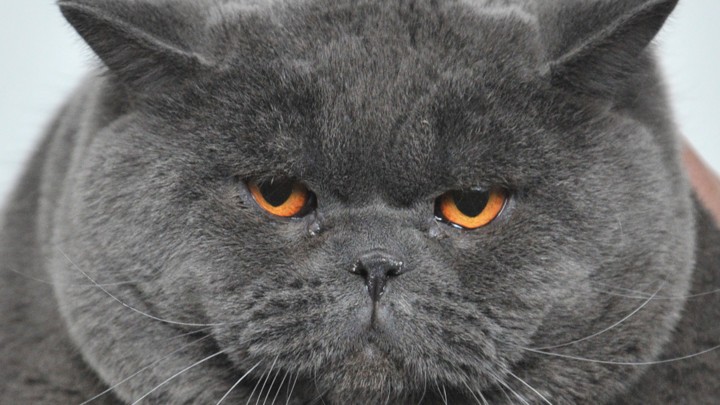 A fat gray cat