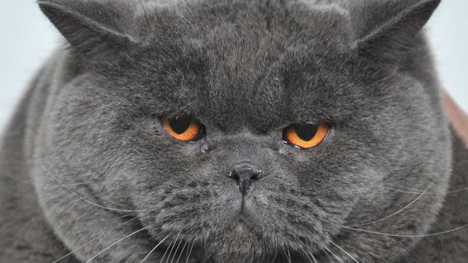 Owning Pets Doesn’t Actually Seem to Have Health Benefits The Atlantic