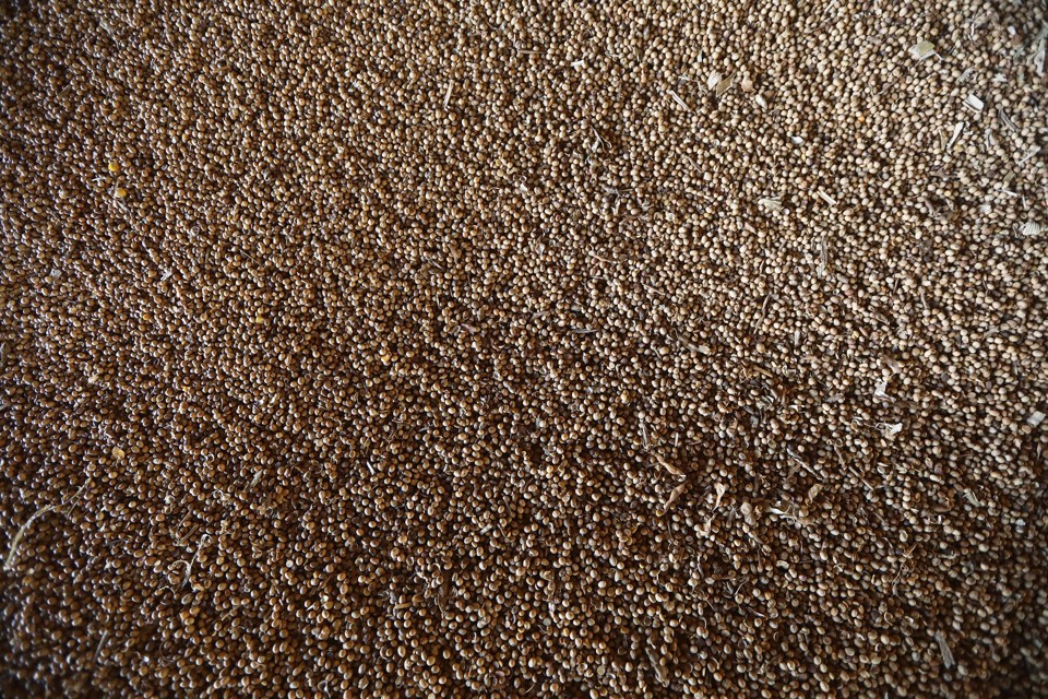 A zoomed-out view of a large pile of soybeans