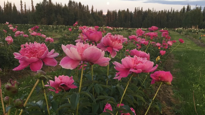 Pink peonies foregrounded alongside a grassy path