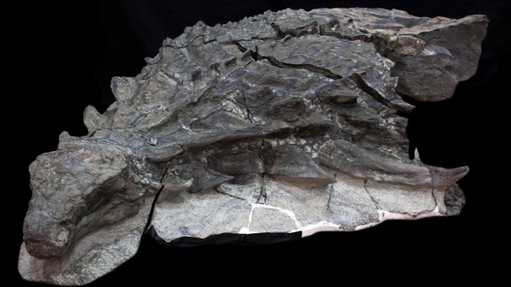 oldest dinosaur remains