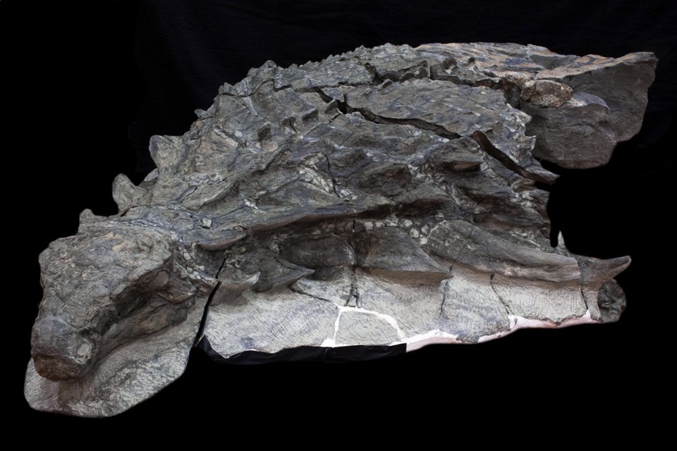 ankylosaurus fossil