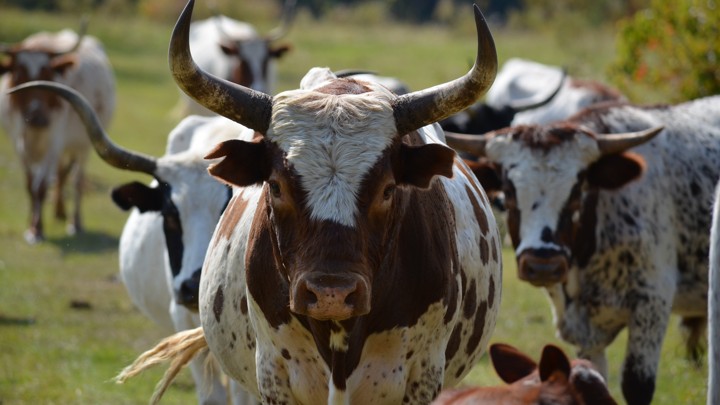 A Pineywood cow