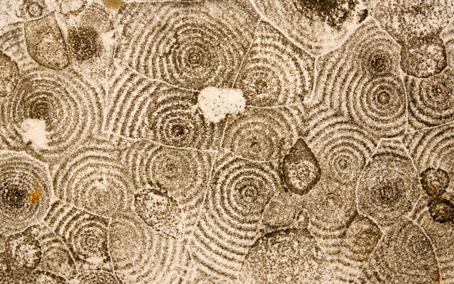 Mold grows in concentric circles on a ceiling in a New Orleans apartment after Hurricane Katrina.