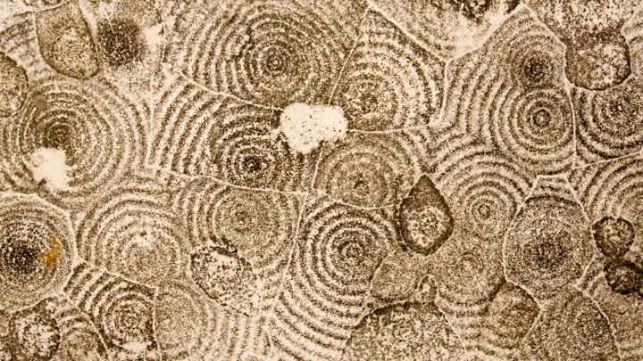 Mold grows in concentric circles on a ceiling in a New Orleans apartment after Hurricane Katrina.