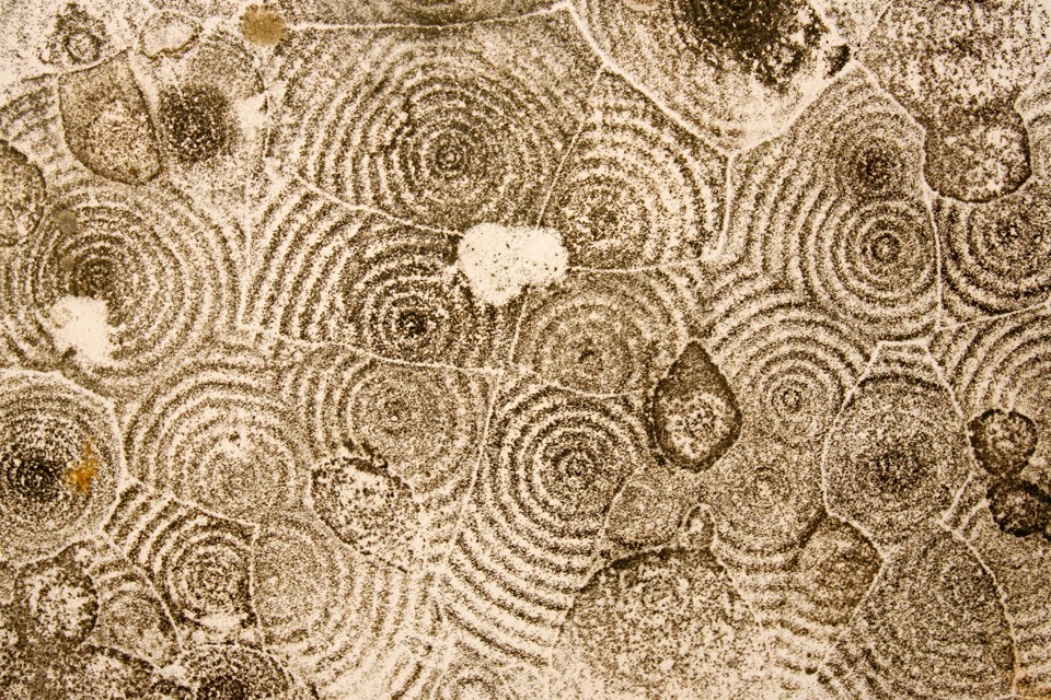 Mold grows in concentric circles on a ceiling in a New Orleans apartment after Hurricane Katrina.