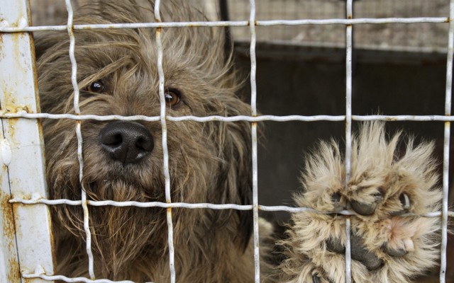 A dog stares out from its cage.