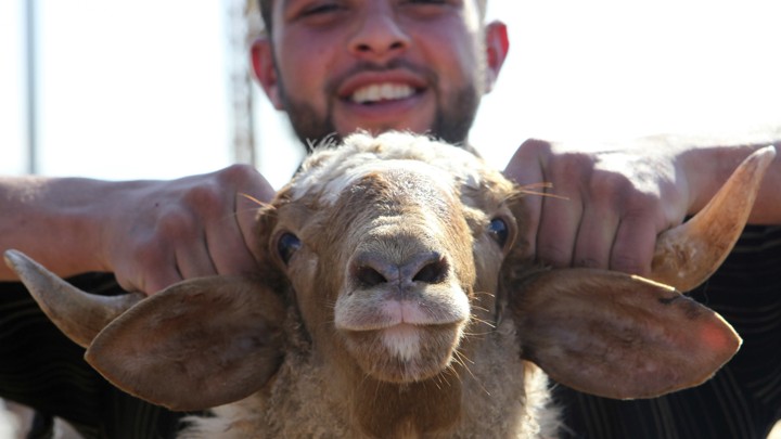 A man carries a sheep at a livestock market.