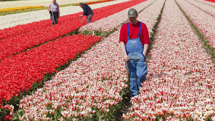Farmworkers work in Dutch tulip fields
