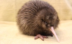 A five-day-old kiwi chick