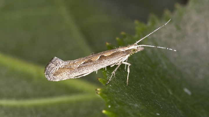 Brown moth on green leaf