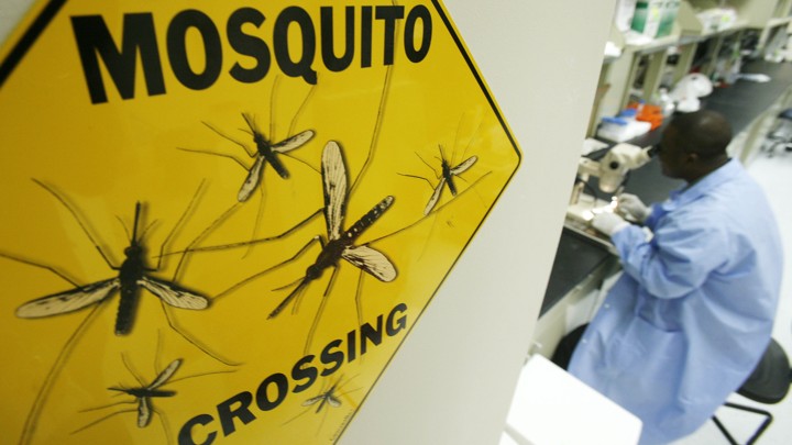 A scientist works at a microscope next to a "mosquito crossing" sign.