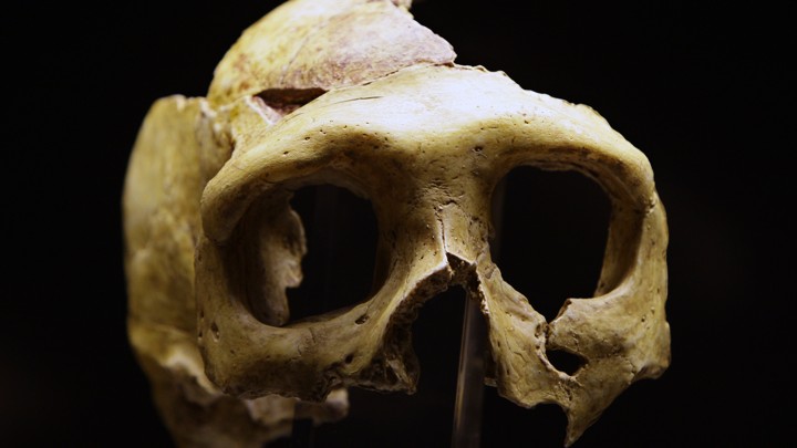 A replica of a Neanderthal skull