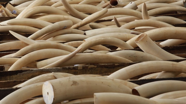Rhino tusks