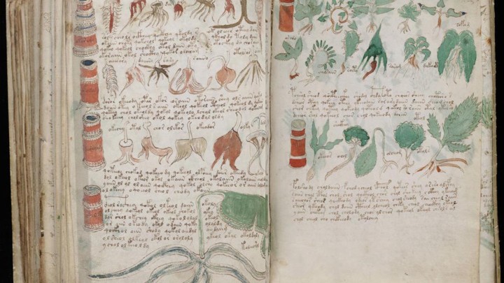Pages from the Voynich manuscript showing plants