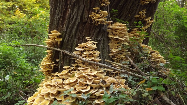 how the humongous fungus armillaria got so big the atlantic