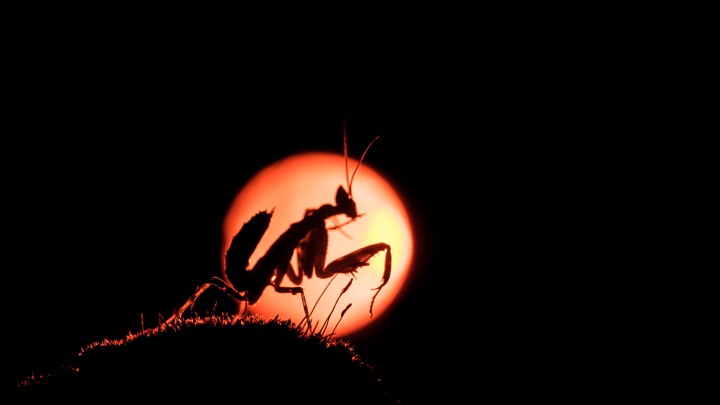 A silhouette of a praying mantis