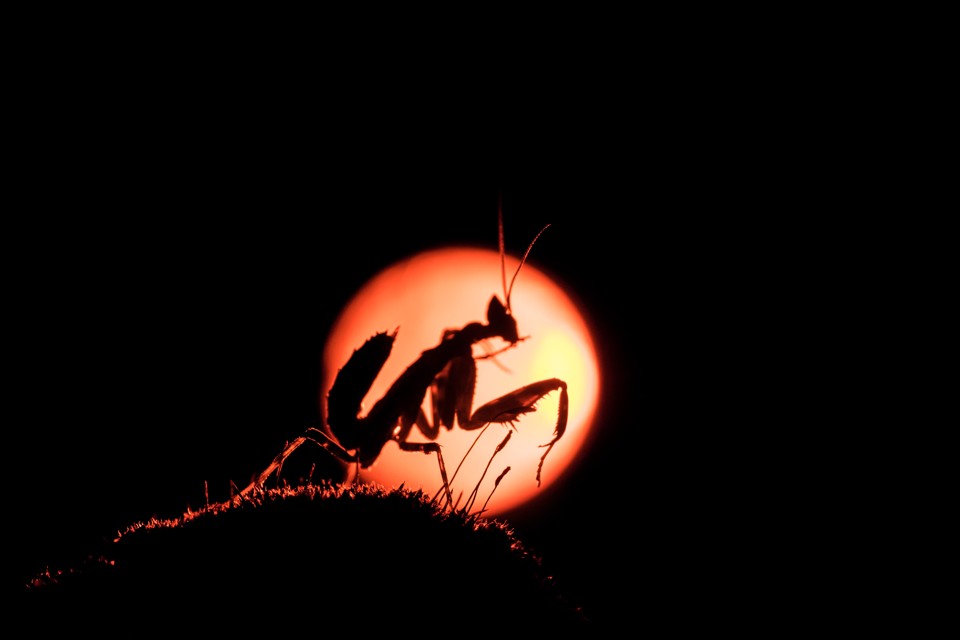 A silhouette of a praying mantis