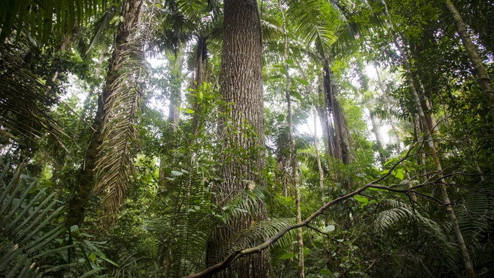 Light shines through the trees in a rain forest.