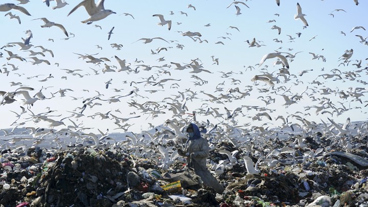 A woman sifts through garbage, as birds circle overhead.