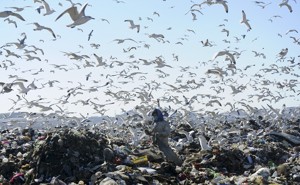 A woman sifts through garbage, as birds circle overhead.