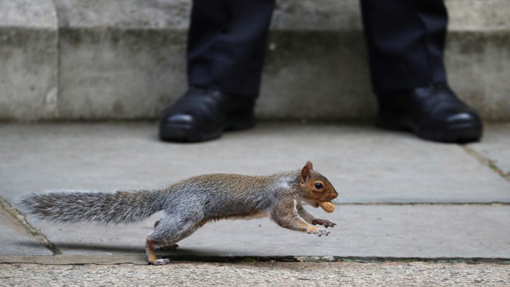 A squirrel runs past a person on a sidewalk.