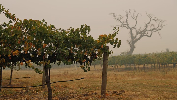 A vineyard in Sonoma, California