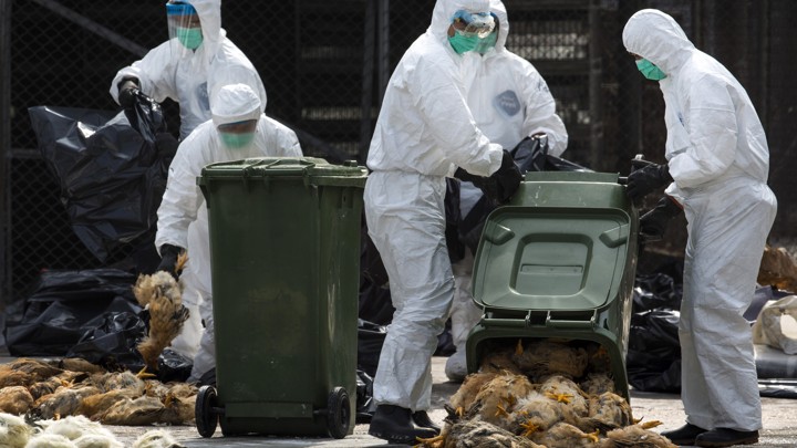 Health workers pack dead chickens into bins at a poultry market.
