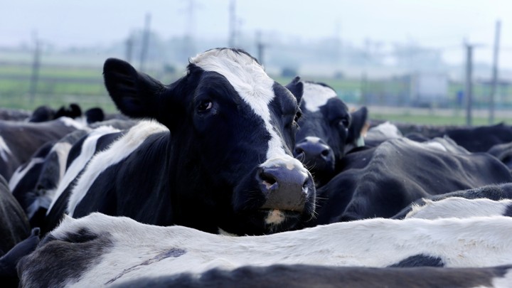 A cow