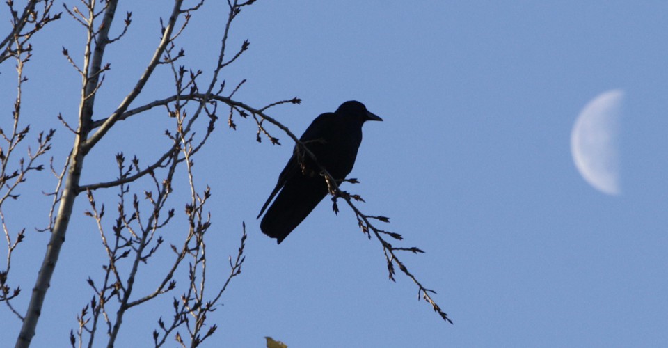 Crows Are Doing the Best They Can The Atlantic