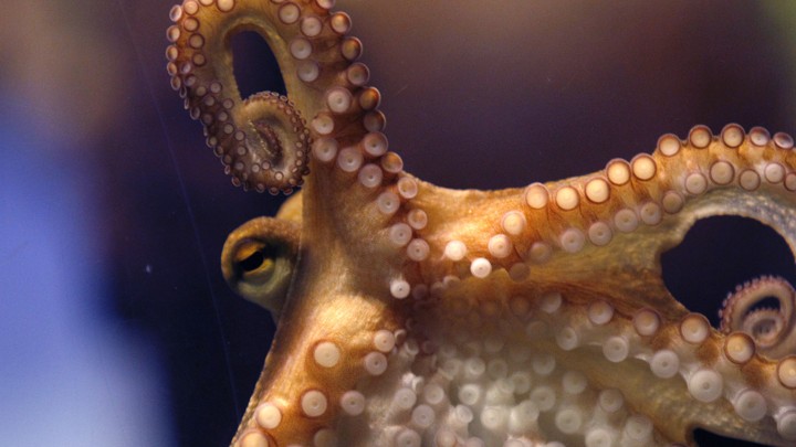 An octopus