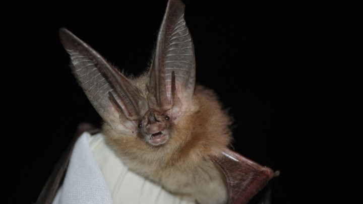 A Townsend’s big-eared bat
