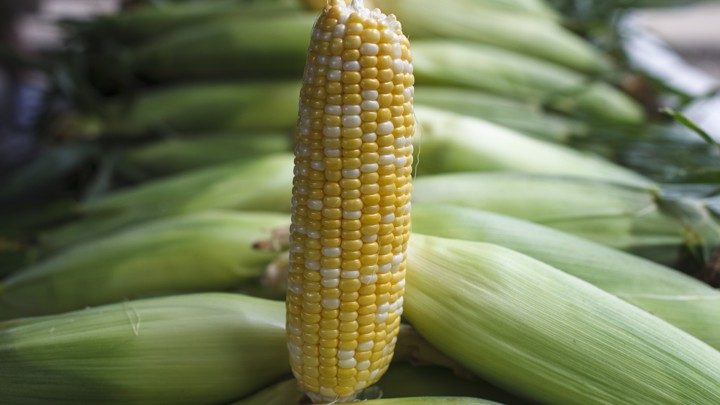 Ears of corn