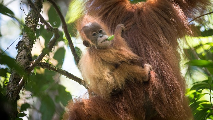 An orangutan