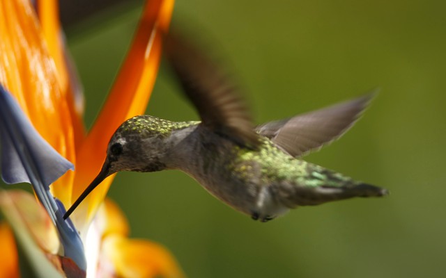 A hummingbird feeds from a flower