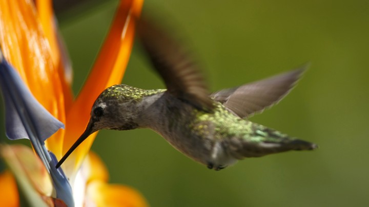 A hummingbird feeds from a flower