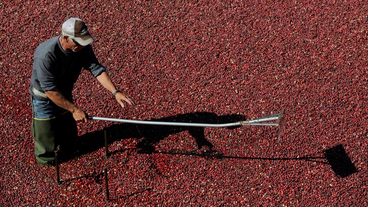 A man uses a harvest implement while standing in a cranberry bog.