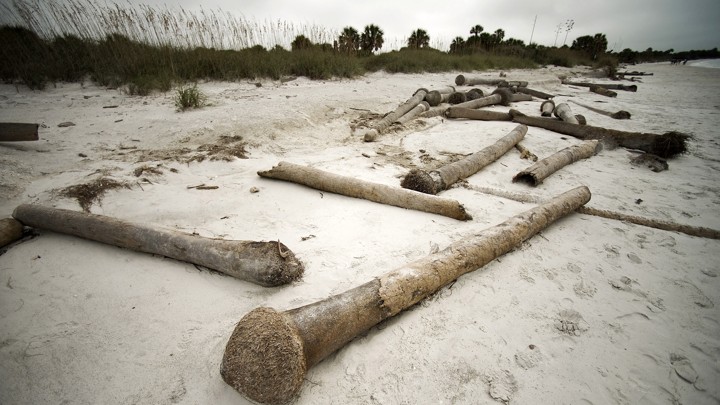 Dead palm trees on a beach
