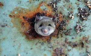 A rat pokes its head out of a hole in a rusted trash can 