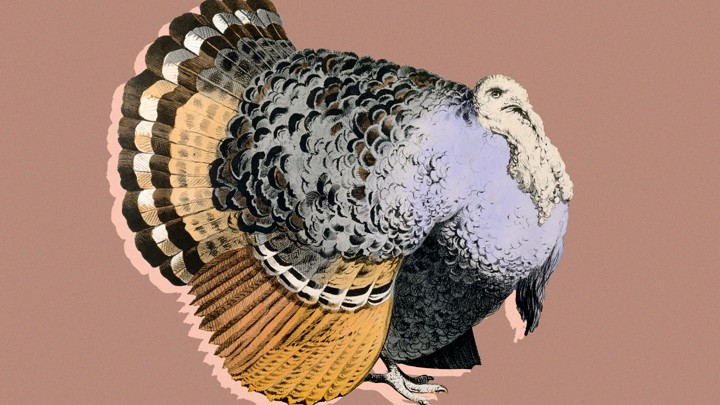 A very fat turkey