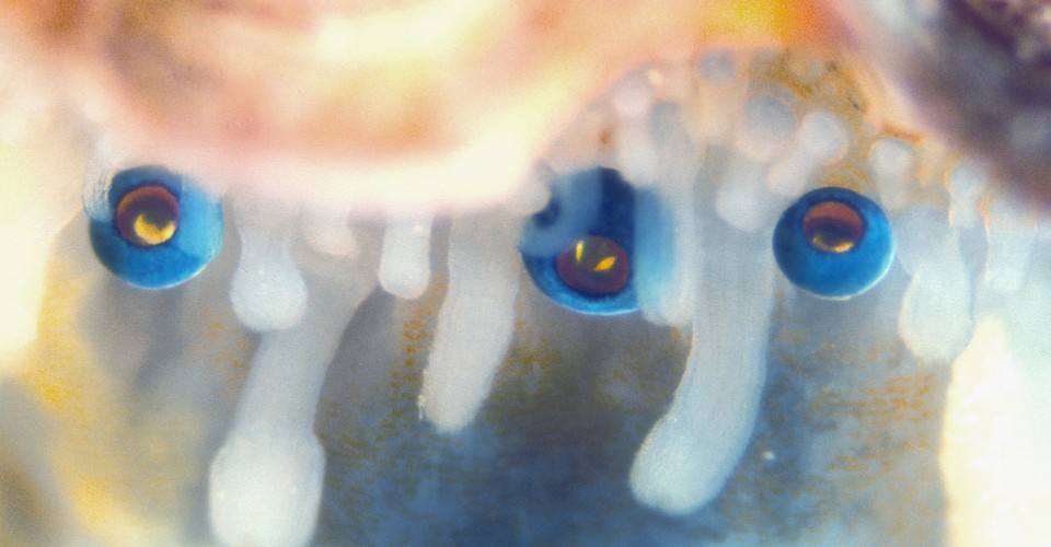 Scallops Have Eyes, and Each One Has a Living Mirror The Atlantic