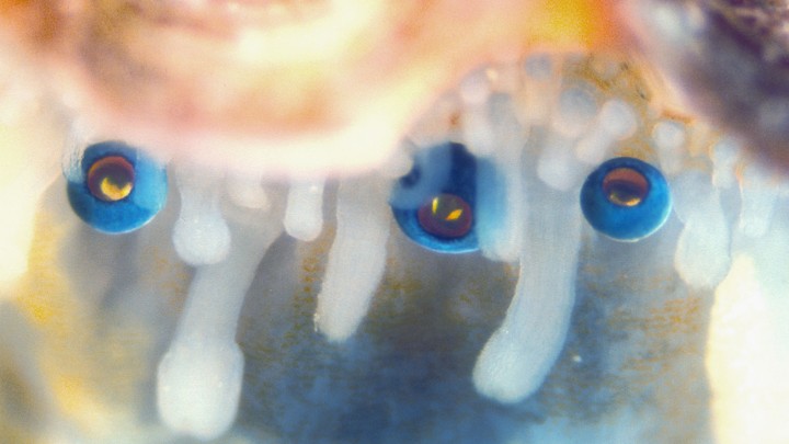 Scallop eyes
