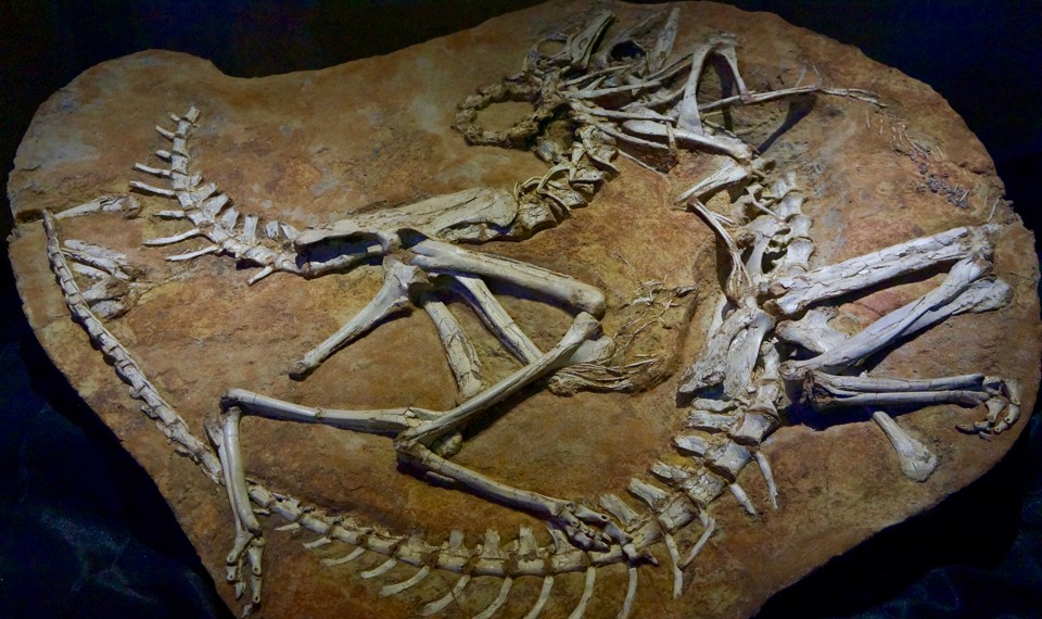 museum dinosaur fossils