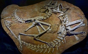Fossils of two Ornithomimidae dinosaurs